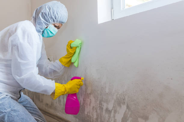 Best Mold Damage Restoration in USA